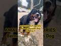 Amazing Pup Finale: Dog Training Transformation #dogtraining #dogtransformation #dogseries