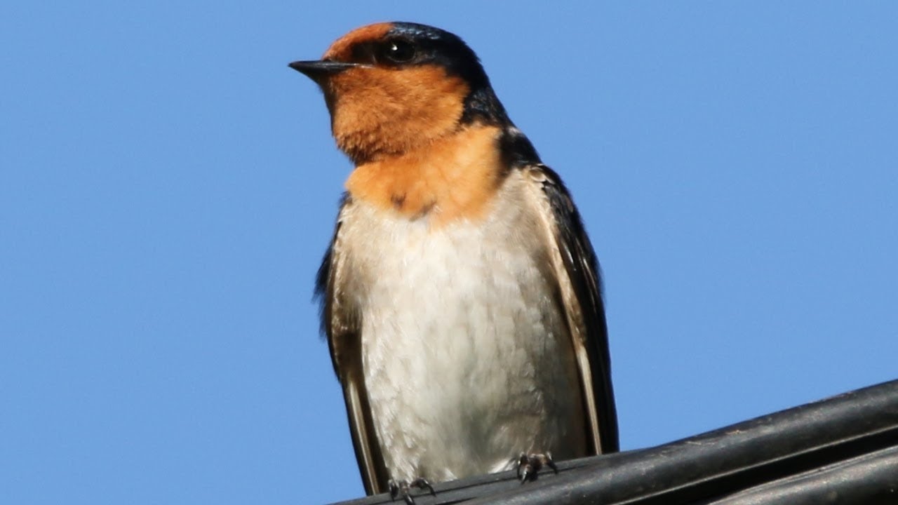 Welcome Swallows – Cornwallis 