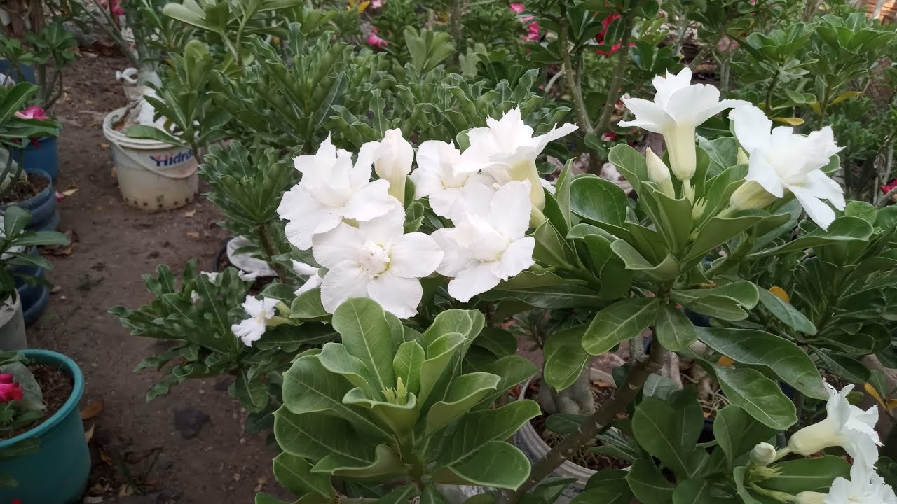 Bom dia meus amores 💓 voltando 🥰com um passeio pelo jardim 🙌🏡