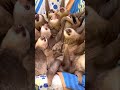 Adorable Animals: Otter, Sloths, Penguins & Ferret Fun! #shorts