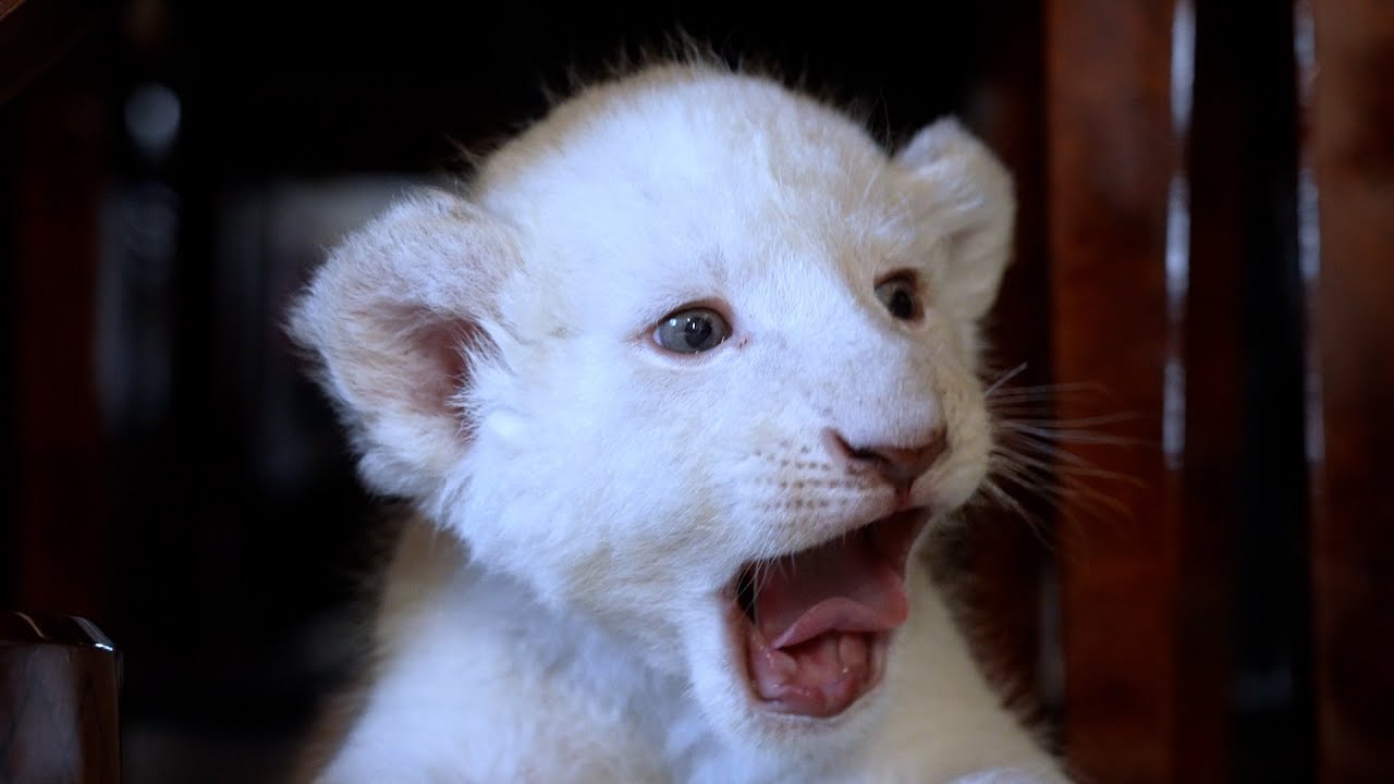 ホワイトライオンの子どもたち - YouTube