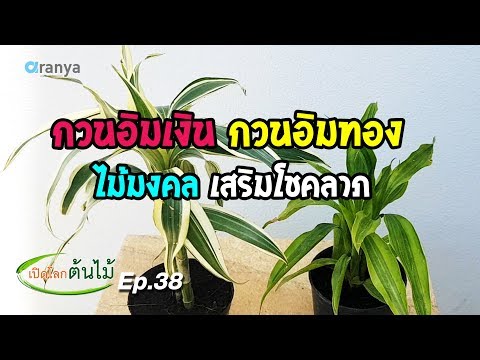 กวนอิมเงินกวนอิมทองไม้มงคลเสริมโชคลาภ|เปิดโลกต้นไม้ Ep.38| Aranya Channel