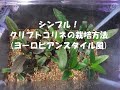 クリプトコリネの栽培方法　(Roots式？ヨーロピアンスタイル風)