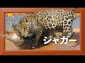 ジャガー　泳ぐ巨大ネコ