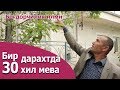 Бир дарахтда 30 хил мева - Bir daraxtda 30 xil meva