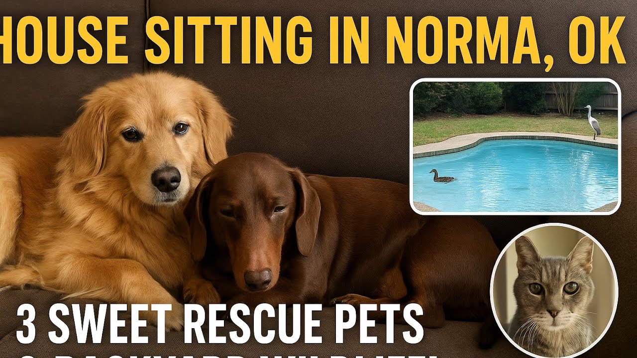 House Sitting in Norman OK with 3 Sweet Rescue Pets
