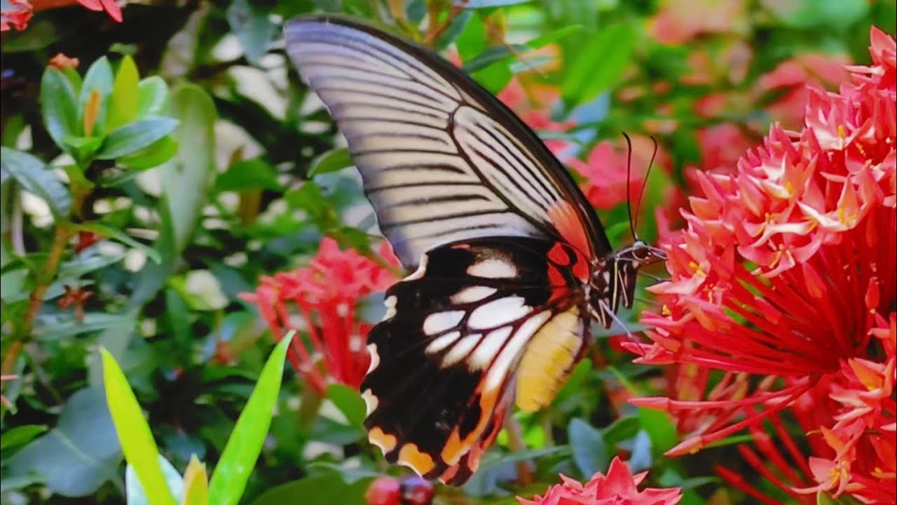 Butterfly & Moth Close-Up Moments | Macro Nature Video (4K) with relaxing music