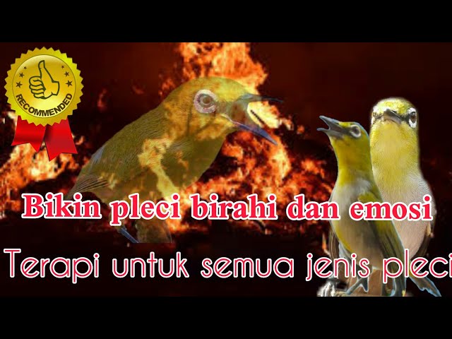 Denger ini semua pleci akan gacor || terapi pembakar birahi dan emosi pleci || class=