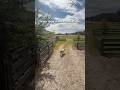 Give Your Dog a Mission: Train a Truffle Dog (Scent Work Basics)