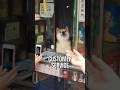 This Shiba Inu Runs Small Shop In Japan 🥠🥠Interesting Facts Dog Cute Doglover Dogfacts This Shiba Inu Runs Small Shop In Japan 🥠🥠Interesting Facts Dog Cute Doglover Dogfacts