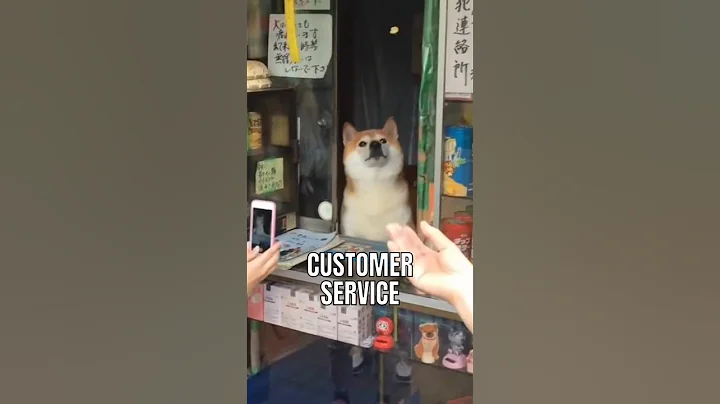 This Shiba Inu runs small shop in Japan!🥰🥰 #interesting #facts #dog #cute #doglover #dogfacts - DayDayNews