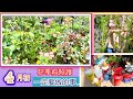 【花開前照護】4月初-這時候您一定要這麼做才不會後悔沒花量!#Erin玫瑰花園紀錄#バラ#rosegarden