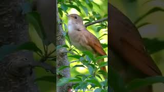 Burung sikatan Londo di hutan liar #kicaumania #kicaumanianusantara #sikatanlondo