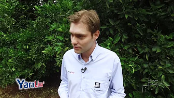 Como cuidar de um pomar de laranja?