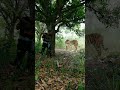 Open tiger attack satakosia tigershortsviral