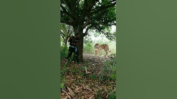 Thumbnail of open tiger attack satakosia #tiger#shorts#viral