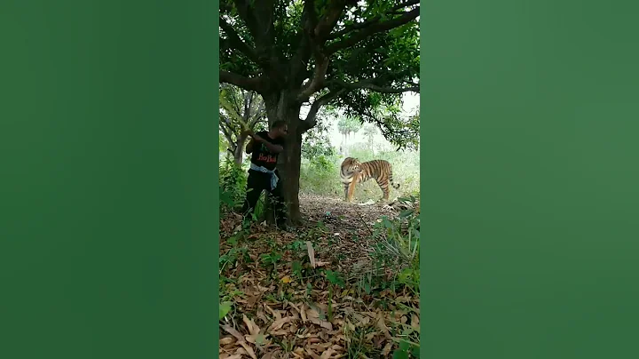 open tiger attack satakosia #tiger#shorts#viral - DayDayNews