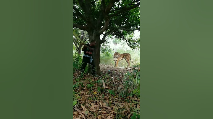 open tiger attack satakosia #tiger#shorts#viral