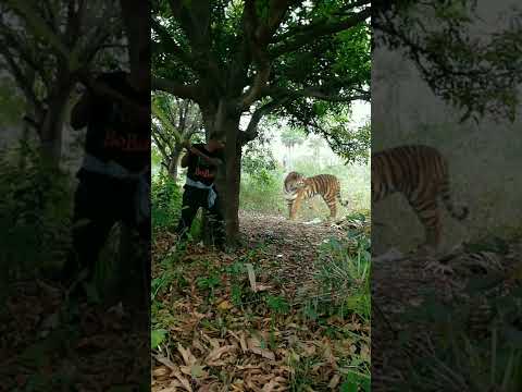 open tiger attack satakosia #tiger#shorts#viral
