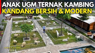 ALUMNI UGM TERNAK 5 EKOR JADI 200 KAMBING DAN DOMBA DI KANDANG BERSIH MEWAH & MODERN | CERITA USAHA