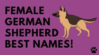 Female German Shepherd Names - 43 Great Ideas!!! | Names