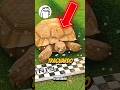 UNA TARTARUGA E UNA LEPRE SI SFIDANO ЁЯШЕ UNA TARTARUGA E UNA LEPRE SI SFIDANO ЁЯШЕ