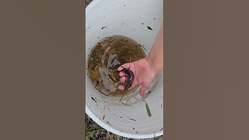 MICRO Netting catches BOWFIN from FLOODED creek.  #shortvideo #fish #microfishing #shortsvideo