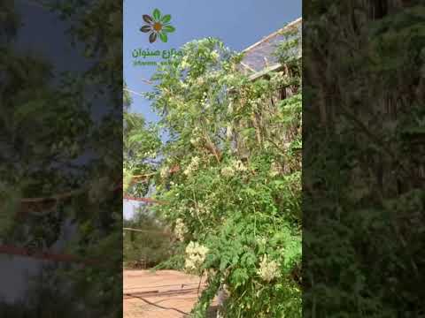 أشجار المورينجا الهندية في صنوان