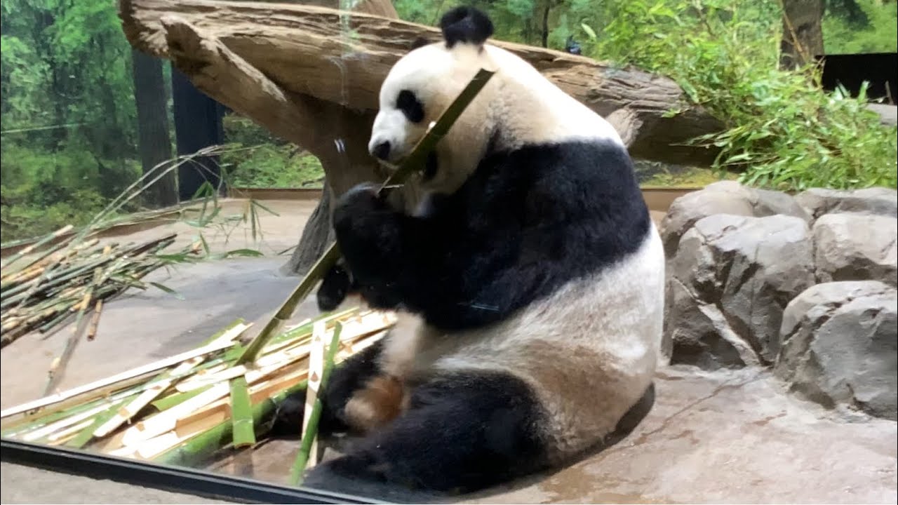 竹を美味しそうに食べている上野動物園のジャイアントパンダのリンリンの後ろ姿！竹を食べ終えて手前へと歩いて餌の竹を選んで食べ始めます♪♬【上野 ...