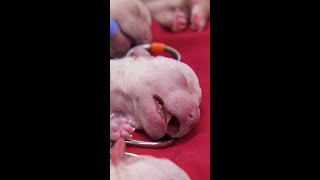 Baby Newborn Puppies Crying Loudly After Being Revived ❤️ Bondi Vet #shorts