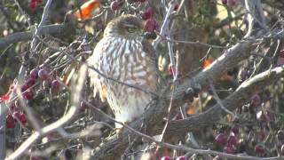 Sharp-shinned Hawk