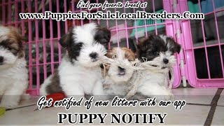 TEDDY BEAR PUPPIES FOR SALE, GEORGIA LOCAL BREEDERS, NEAR ATLANTA, GA