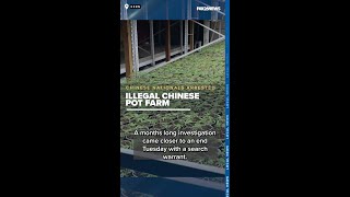 Chinese nationals arrested after massive underground pot farm busted in Kern County
