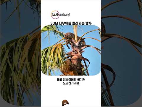 30M 나무도 거뜬하게 올라가는 맹수 thumbnail