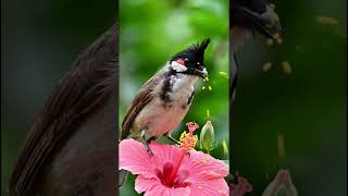 Untitled: #RedWhiskeredBulbul #Bulbul #GardenBirds #FlowerPhotography