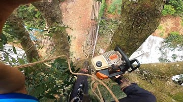 tỉa nhánh xà cừ khủng treo bằng rồng rọc của Mỹ chịu lực 2 tấn. 0397336494 .0911003106