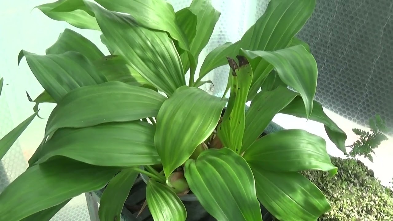 Full tour of Sheila's greenhouse.