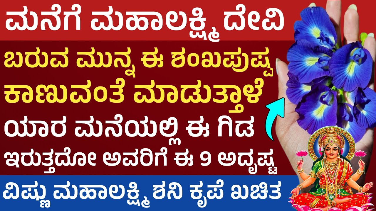 ಶಂಖಪುಷ್ಪ ಮನೆ ಮುಂದೆ ಬೆಳೆದರೆ ಏನಾಗುತ್ತೆ ಮಹಾಲಕ್ಷ್ಮಿ ನೀಡುವ 9 ಸೂಚನೆ Shankapushpa Butterfly pea flower uses
