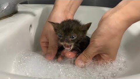 First time bathing a kitten. The whole story