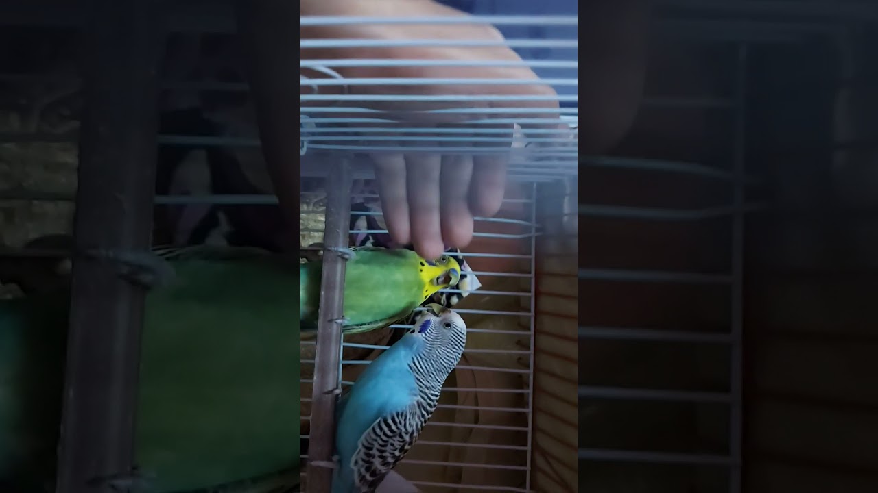 BUDGIES fighting with each other YouTube