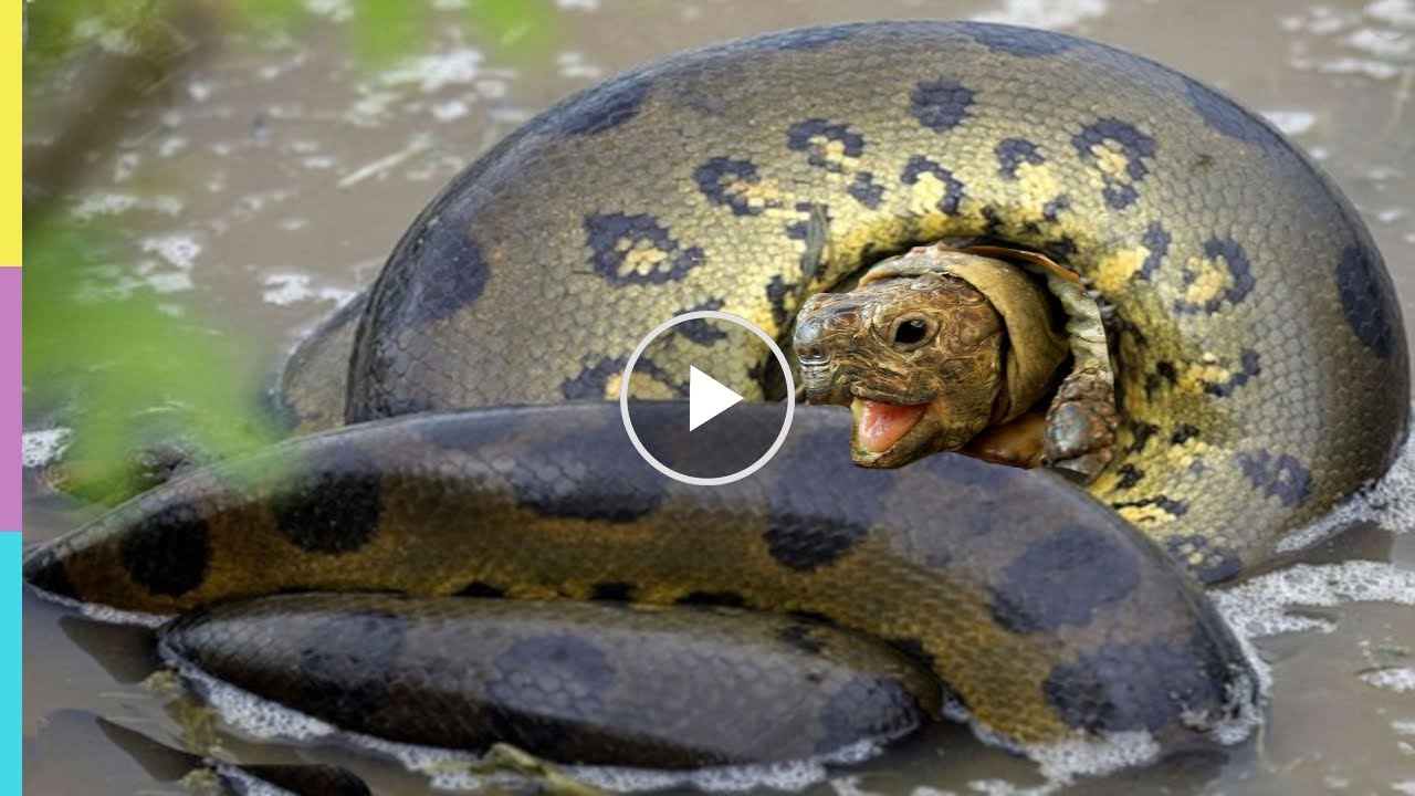 ЧЕРЕПАХА В СМЕРТЕЛЬНЫХ ОБЪЯТИЯХ АНАКОНДЫ. Анаконда ест черепаху - YouTube