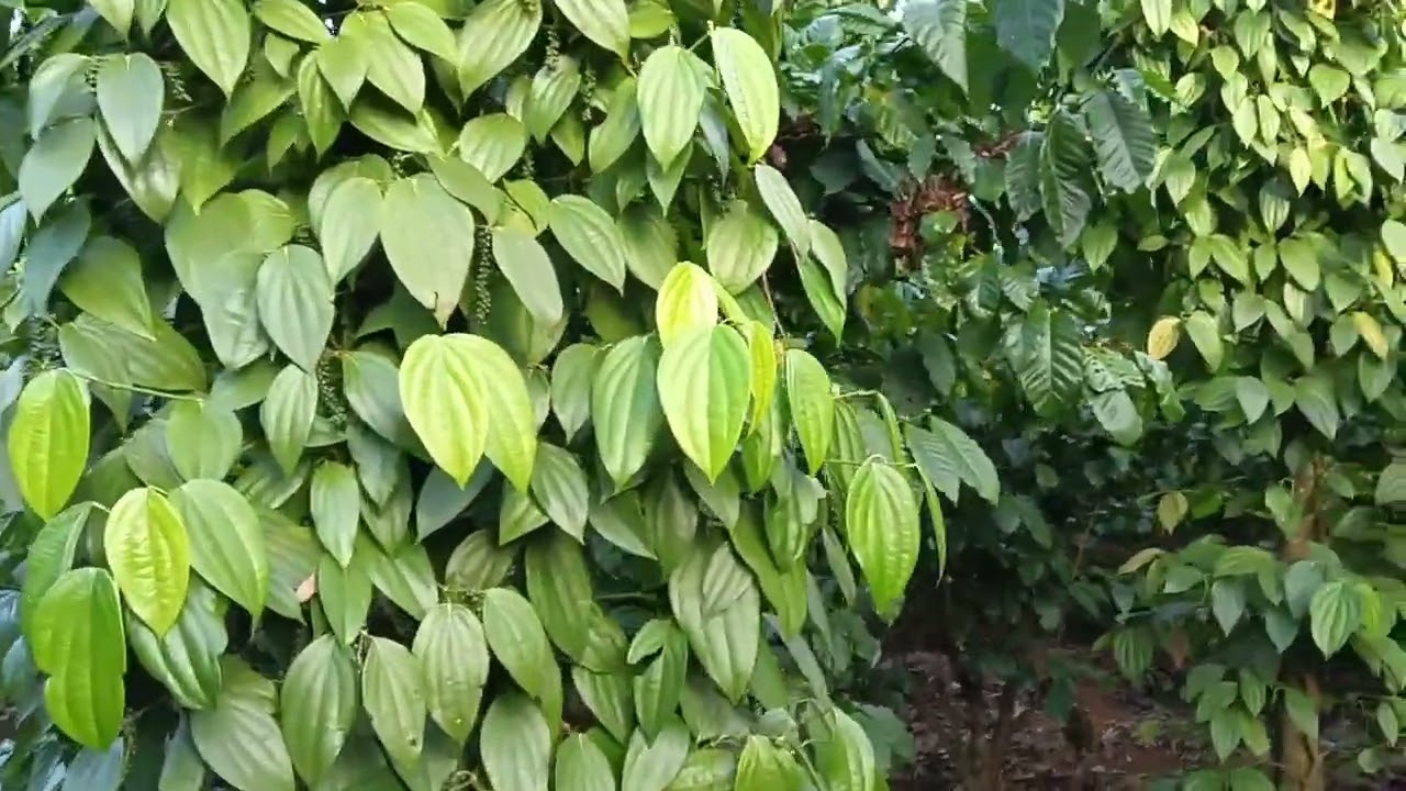 Trồng Tiêu vào trụ sống.Nên chọn loại cây nào?. Cường Tây Nguyên...