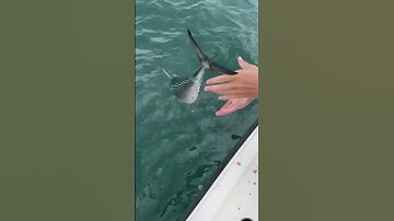 False albacore release #shorts #fishing #gopro