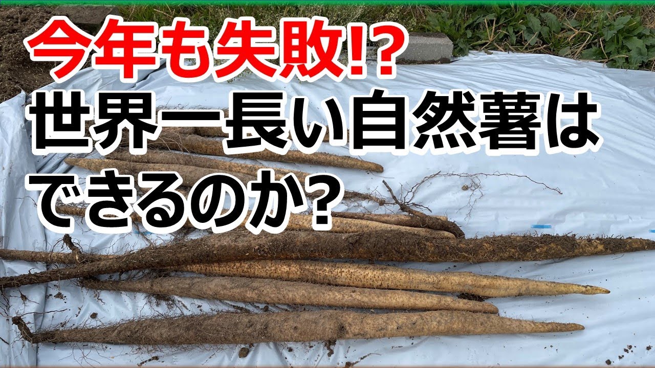 ギネスに挑戦】したいけど 3年連続失敗か⁉︎ 世界一長い自然薯はできる 