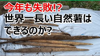 【ギネスに挑戦】したいけど　3年連続失敗か⁉︎  世界一長い自然薯はできるのか⁉︎