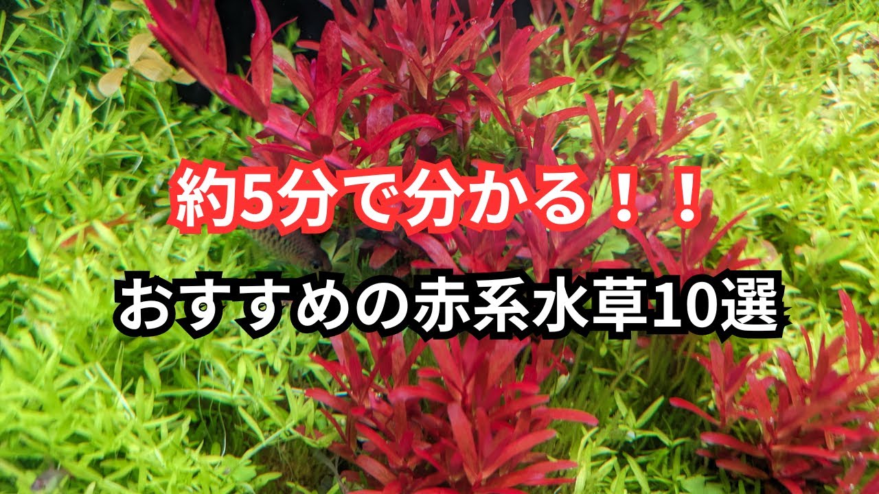 おすすめの赤系水草10選 - YouTube