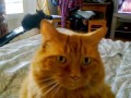 Our big cymric cat Huli. の動画、YouTube動画。