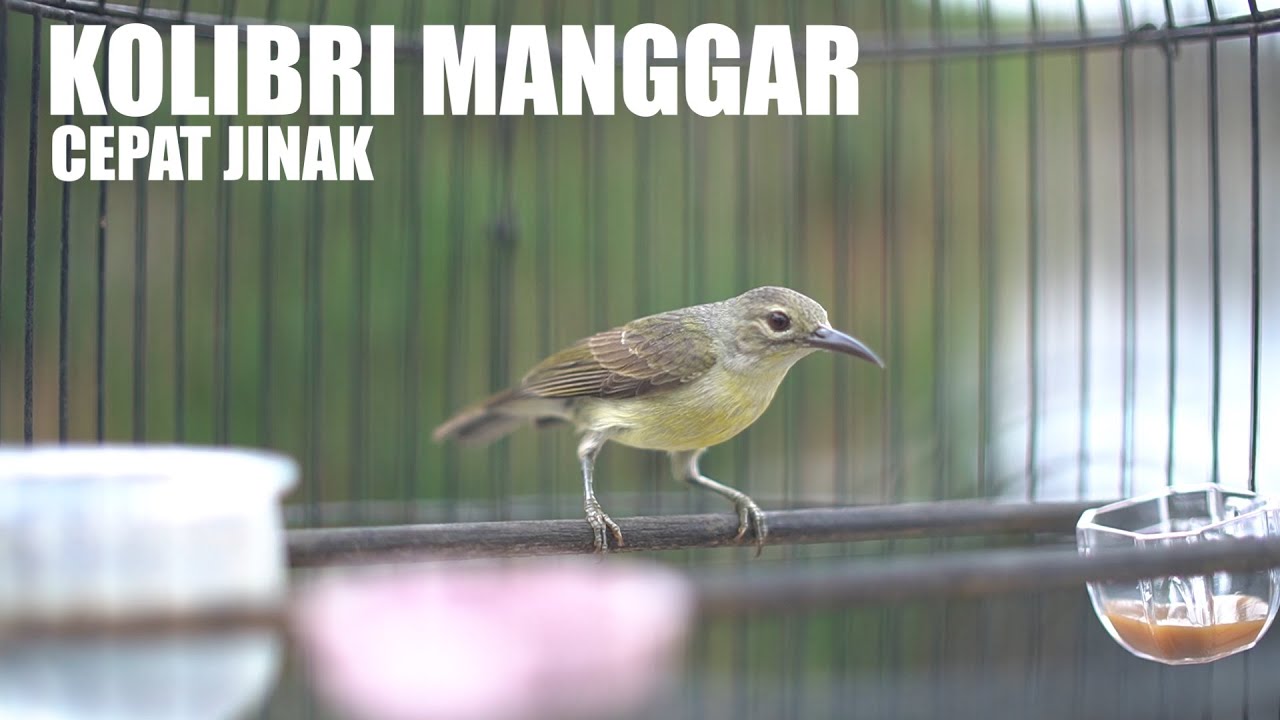 cara menjinakan kolibri manggar