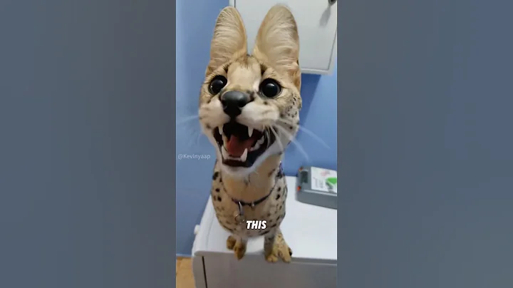 Video 11179271: savannah cat animals, cute savannah cat
