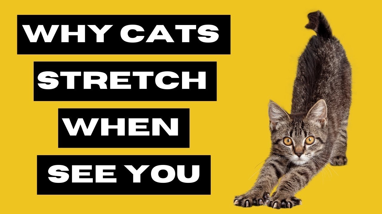 Why Cats Can't Resist Stretching When They See You YouTube